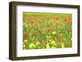 Field of Wildflowers and Poppies, Val D'Orcia, Province Siena, Tuscany, Italy, Europe-Markus Lange-Framed Photographic Print