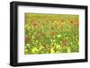 Field of Wildflowers and Poppies, Val D'Orcia, Province Siena, Tuscany, Italy, Europe-Markus Lange-Framed Photographic Print