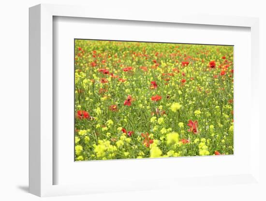 Field of Wildflowers and Poppies, Val D'Orcia, Province Siena, Tuscany, Italy, Europe-Markus Lange-Framed Photographic Print