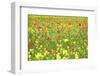 Field of Wildflowers and Poppies, Val D'Orcia, Province Siena, Tuscany, Italy, Europe-Markus Lange-Framed Photographic Print