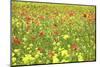 Field of Wildflowers and Poppies, Val D'Orcia, Province Siena, Tuscany, Italy, Europe-Markus Lange-Mounted Photographic Print