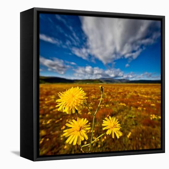 Field of wildflowers, Iceland-null-Framed Stretched Canvas