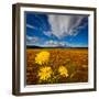 Field of wildflowers, Iceland-null-Framed Photographic Print