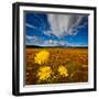 Field of wildflowers, Iceland-null-Framed Photographic Print