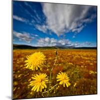 Field of wildflowers, Iceland-null-Mounted Photographic Print