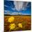 Field of wildflowers, Iceland-null-Mounted Photographic Print