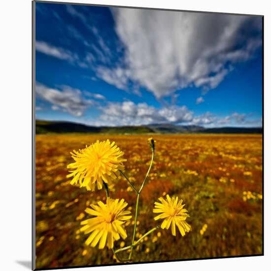 Field of wildflowers, Iceland-null-Mounted Photographic Print