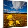 Field of wildflowers, Iceland-null-Mounted Photographic Print