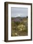 Field of wildflowers, mostly lupin are in contrast to the snowcapped Mt. Jefferson-Sheila Haddad-Framed Photographic Print