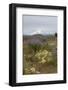 Field of wildflowers, mostly lupin are in contrast to the snowcapped Mt. Jefferson-Sheila Haddad-Framed Photographic Print