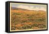 Field of Wildflowers-null-Framed Stretched Canvas