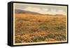 Field of Wildflowers-null-Framed Stretched Canvas