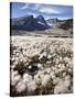 Field of Yellow Dryad (Yellow Mountain-Avens) (Dryas Drummondii), Jasper National Park, UNESCO Worl-James Hager-Stretched Canvas