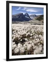 Field of Yellow Dryad (Yellow Mountain-Avens) (Dryas Drummondii), Jasper National Park, UNESCO Worl-James Hager-Framed Photographic Print