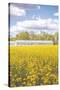 Field of Yellow I-Donnie Quillen-Stretched Canvas