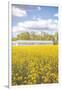 Field of Yellow I-Donnie Quillen-Framed Art Print
