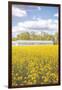 Field of Yellow I-Donnie Quillen-Framed Art Print