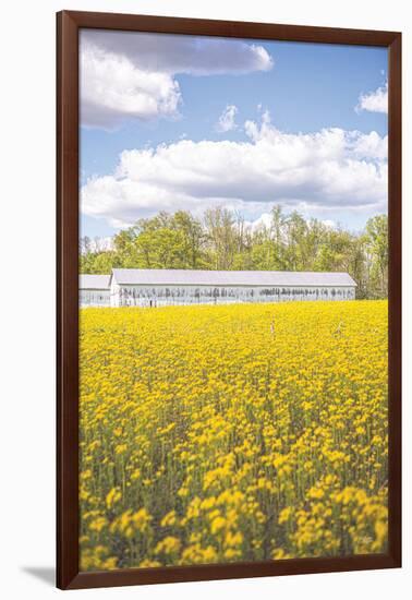 Field of Yellow I-Donnie Quillen-Framed Art Print