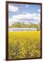 Field of Yellow I-Donnie Quillen-Framed Art Print