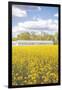 Field of Yellow I-Donnie Quillen-Framed Art Print