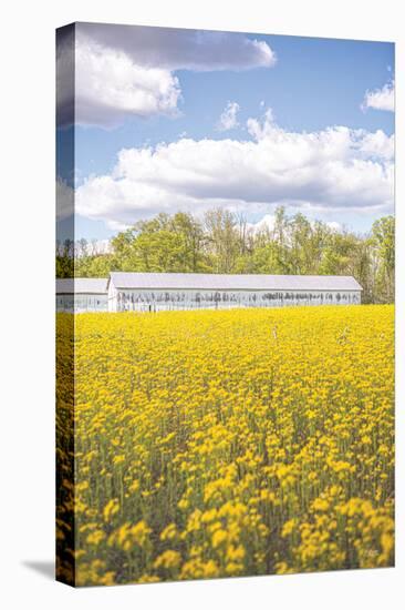 Field of Yellow I-Donnie Quillen-Stretched Canvas
