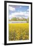 Field of Yellow I-Donnie Quillen-Framed Art Print