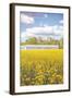 Field of Yellow I-Donnie Quillen-Framed Art Print