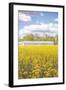 Field of Yellow I-Donnie Quillen-Framed Art Print