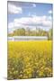 Field of Yellow I-Donnie Quillen-Mounted Art Print