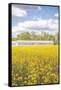 Field of Yellow I-Donnie Quillen-Framed Stretched Canvas