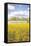 Field of Yellow I-Donnie Quillen-Framed Stretched Canvas