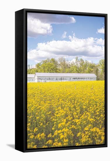 Field of Yellow I-Donnie Quillen-Framed Stretched Canvas