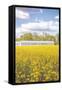 Field of Yellow I-Donnie Quillen-Framed Stretched Canvas