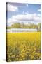 Field of Yellow I-Donnie Quillen-Stretched Canvas