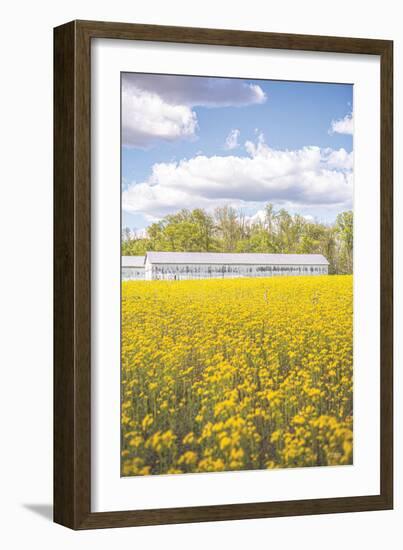 Field of Yellow I-Donnie Quillen-Framed Art Print