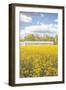 Field of Yellow I-Donnie Quillen-Framed Art Print