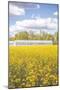 Field of Yellow I-Donnie Quillen-Mounted Art Print