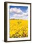 Field of Yellow III-Donnie Quillen-Framed Art Print