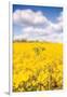 Field of Yellow III-Donnie Quillen-Framed Art Print