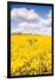 Field of Yellow III-Donnie Quillen-Framed Art Print