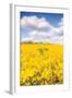 Field of Yellow III-Donnie Quillen-Framed Art Print