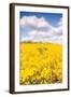 Field of Yellow III-Donnie Quillen-Framed Art Print