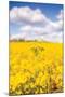 Field of Yellow III-Donnie Quillen-Mounted Art Print