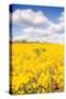 Field of Yellow III-Donnie Quillen-Stretched Canvas