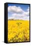 Field of Yellow III-Donnie Quillen-Framed Stretched Canvas