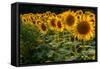 Field Overgrown with Sunflowers Closeup-Jan Gorzynik-Framed Stretched Canvas