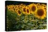 Field Overgrown with Sunflowers Closeup-Jan Gorzynik-Stretched Canvas