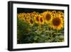 Field Overgrown with Sunflowers Closeup-Jan Gorzynik-Framed Photographic Print