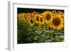 Field Overgrown with Sunflowers Closeup-Jan Gorzynik-Framed Photographic Print