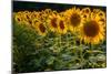 Field Overgrown with Sunflowers Closeup-Jan Gorzynik-Mounted Photographic Print